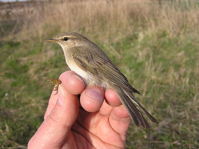 Willow Warbler, Sundre 20050512